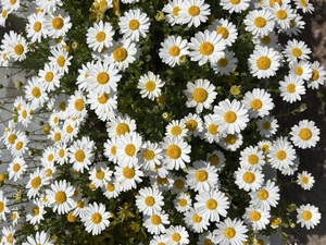 ✿◎IMG_2447.JPG