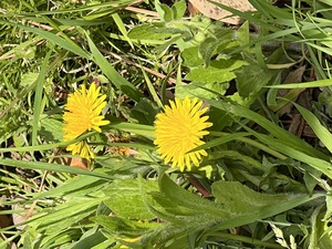 ✿◎IMG_2315.JPG
