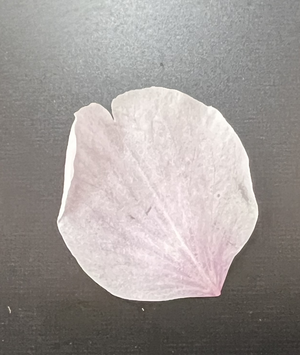 ✿◎花びら.png