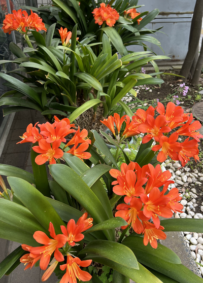 クンシランIMG_2577トリミング追加.png