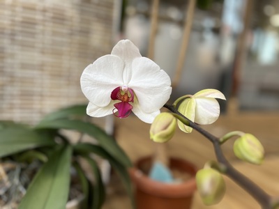 胡蝶蘭IMG_E2633.JPG