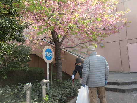 3アクアシティ前の河津桜.jpg