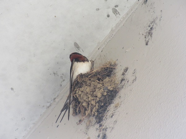 20220423swallow3.JPG