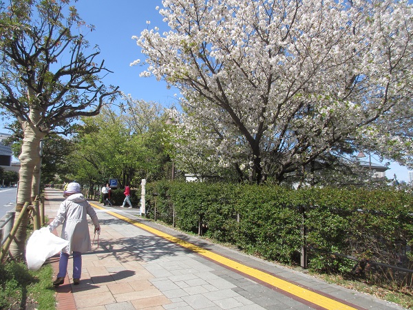 桜と人２.jpg