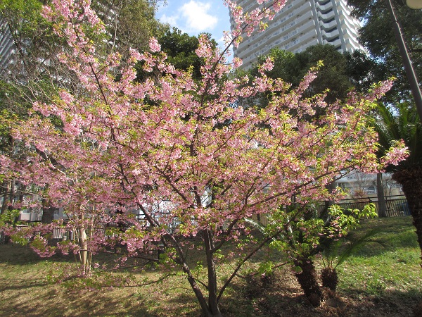 河津桜.jpg