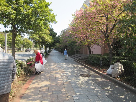 1河津桜も満開.jpg