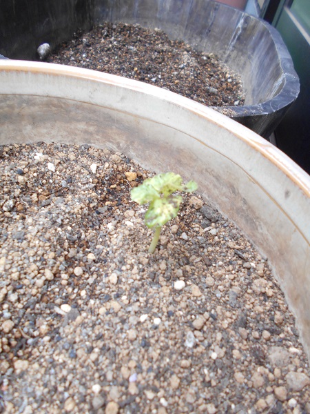 DSCN5920.JPG