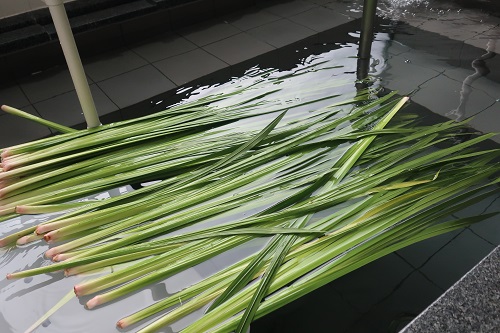 菖蒲湯①.jpg