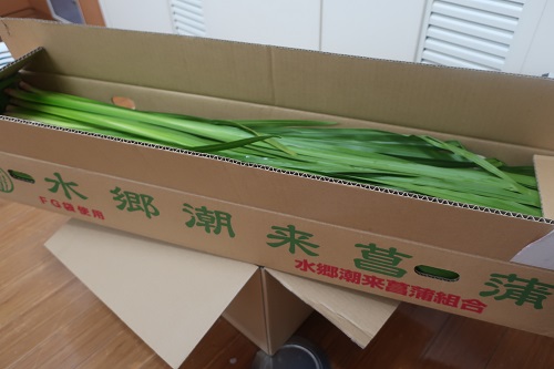 菖蒲湯③.jpg
