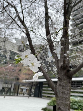 桜②.jpg