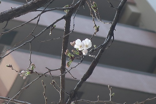火曜散歩④.jpg
